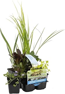 Bloomique – 6er Set – Reinigende Teichpflanzen – Wasserpflanzen Miniteich – Zone 1 & 2 – Winterha…